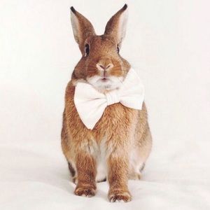 Meet your Posher, Deana